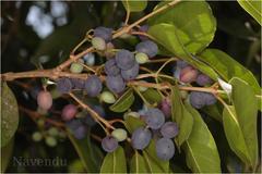 Olea dioica